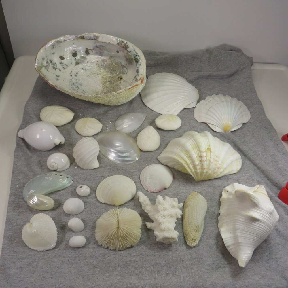 REAL White Sea Shells (8" Abalone Shell and variety of others) 2 pounds +